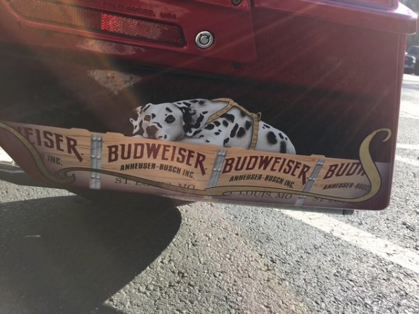 Bud Dog.JPG Bud Dog.JPG